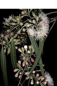 Hawaiian Eucalyptus Honey